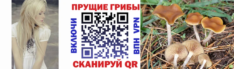 даркнет сайт  Лиски  Псилоцибиновые грибы Magic Shrooms 